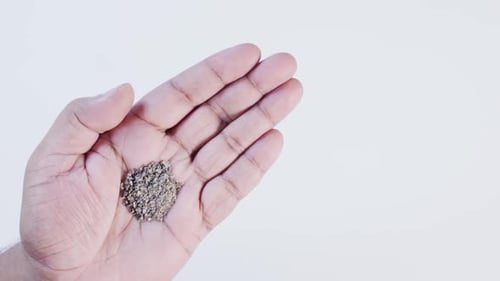 Black Pepper In Hand