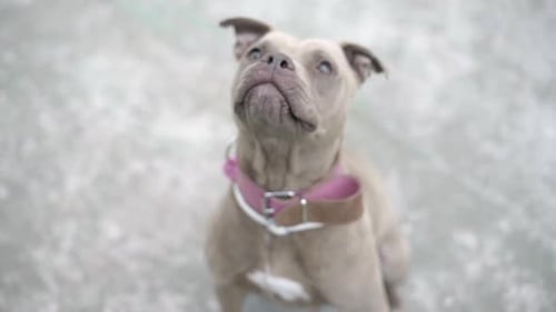 Anonymer Gastgeber spielt mit Hund im Ball