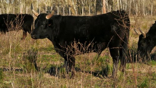 Camargue bulls, Petite Camargue, Gard, France