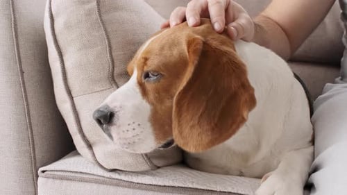 The Owner of Beagle Dog Stroking His Pet