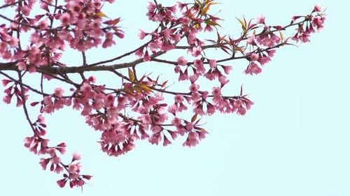 Cherry Blossom