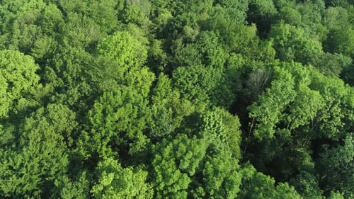Aerial view of forest in springtime