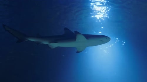 Graceful Sharks Swimming Underwater in Blue Ocean