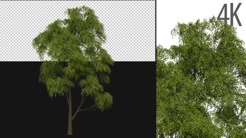 Isolated Green Tree Animation with Alpha Channel