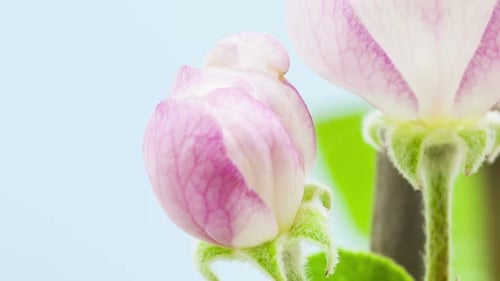 Apple Flower Blossoms 6