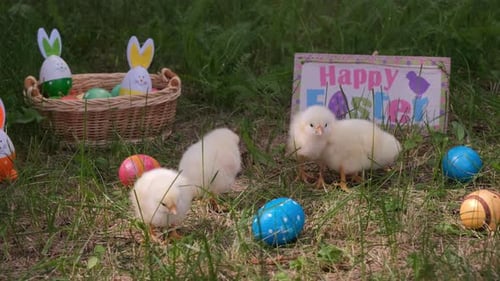 Baby Chicks Foraging Among Easter Eggs in Grass