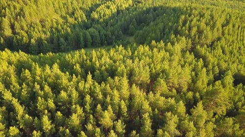 Forest Hills From Above