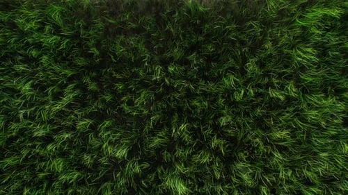 Grass Loop Blowing Hintergrund mit Draufsicht HD