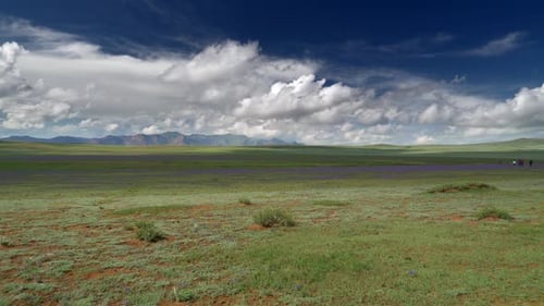 Une famille parmi les fleurs dans les steppes d'Asie centrale
