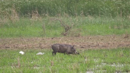 Warthog at Diawling National Park