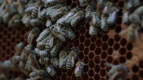 Bees 34