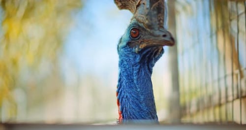 Close up of Southern Cassowary, the largest flightless bird. BMPCC 4K