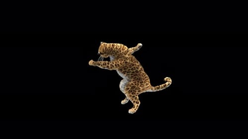 Leopard Dancing 4K