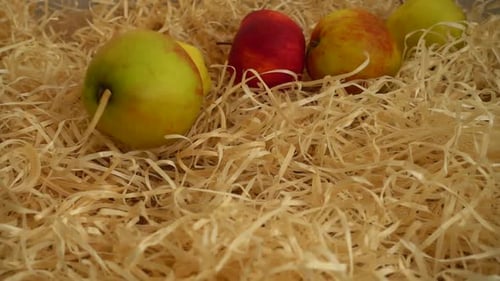 Apples Being Added to Shredded Paper Nest