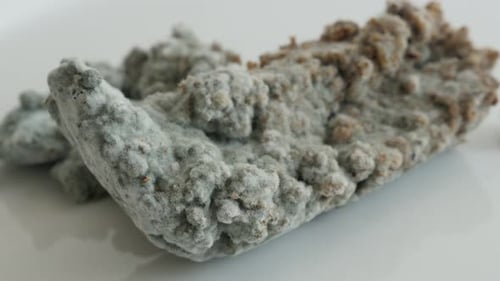 Moldy Substance Exhibiting Dense Fungal Growth