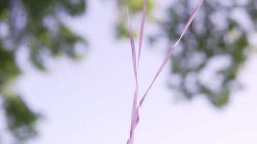 Balloons Float on a Sunny Day