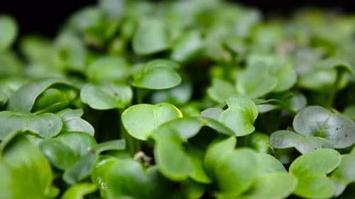 Germinating Plant Timelapse