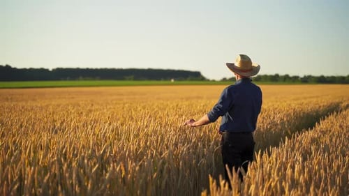 Old farmer in agricultural field.