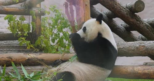 Giant Panda Ailuropoda Melanoleuca Also Known As the Panda Bear
