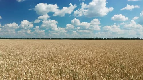 Aerial View of Wheat Field at Summer