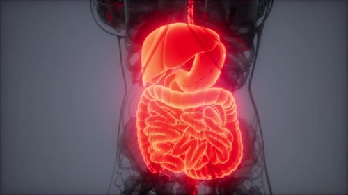 Animated 3D Human Digestive System Scan