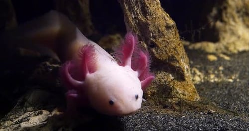 Adorable Pink Axolotl Swimming Underwater in Dark Aquarium