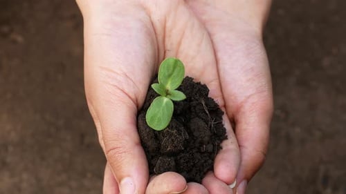 The farmer holds the sprout of the plant. Spring is the beginning of the sowing season.