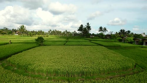 ready to harvest rice fields in Bali Indonesia during sunset, aerial