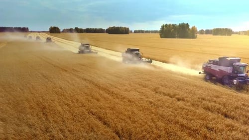 Harvesting Machine Working in the Field. Top View From the Drone Combine Harvester Agricultural
