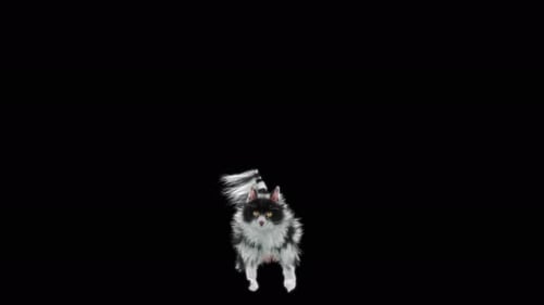 Black and White Cat Jumps and Lands on Alpha Channel