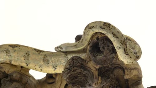 Boa colombina o boa constrictor imperator en gancho de madera aislado en blanco