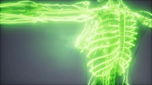Blood Vessels of Human Body