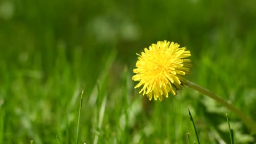 Flower of Dandelion Close-Up on Green Grass Background