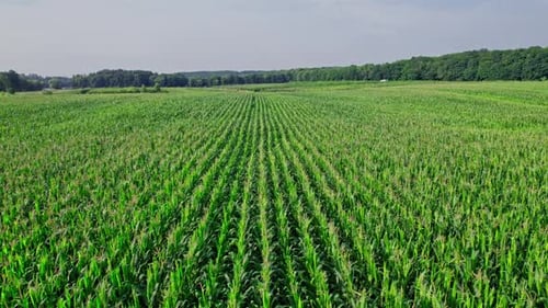 Aerial View of Plantation Green Corn Field