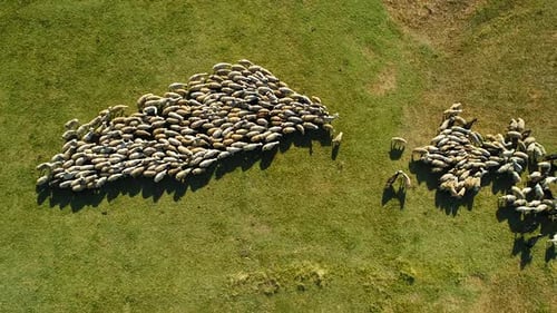 Aerial View of Flock of Sheep Grazing on Grass