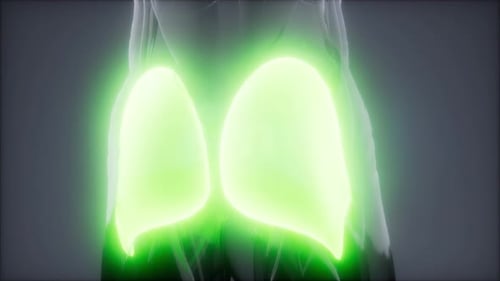 3D Anatomy Scan of Glowing Gluteus Muscles