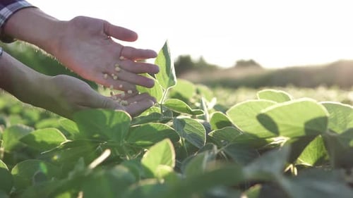 Farmer Holding Seeds in Golden Sunlight in Field