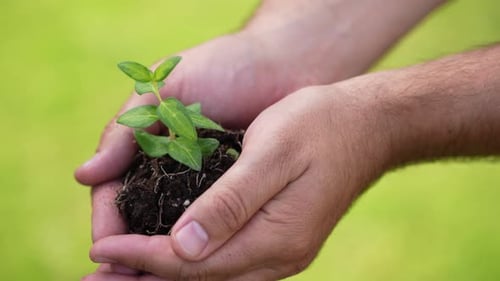 Holding Green Plant in Hands 75