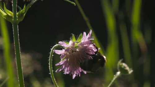 Bee Collects Nectar From Flowers in Meadow