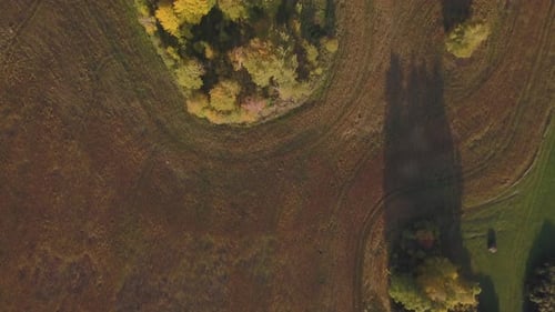 Flying Above a Beautiful Birch Grove in Autumn. Yellow Birch in the Ravine. Aerial View