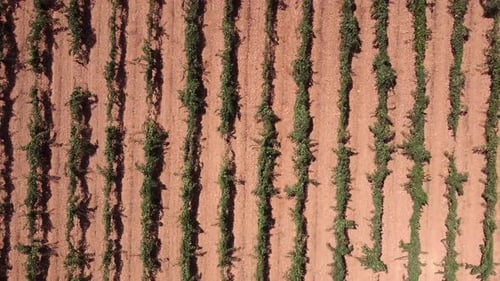 Rows of vineyard on field in countryside