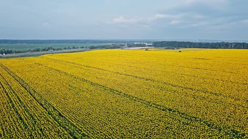 Ackerfeld mit blühenden Sonnenblumen