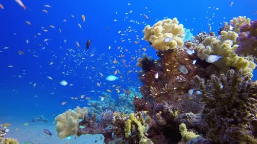 Underwater Sea Coral Reef