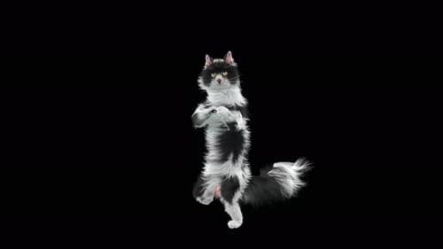 Katze 4K