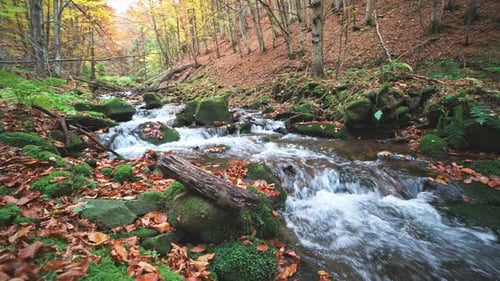 Mountain River with Autumn Logs and Leaves