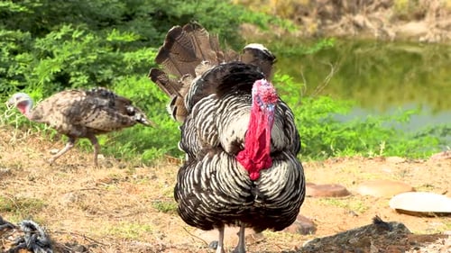 Wild thanksgiving turkeys with chicks