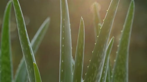 Aloe Vera Plant With Sunlight Streaks Through Leaves