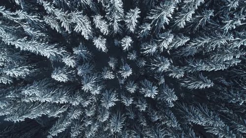 Winter Season Spruce and Pine Trees Covered with Snow. Aerial Top Down Flyover Shot of Winter Forest