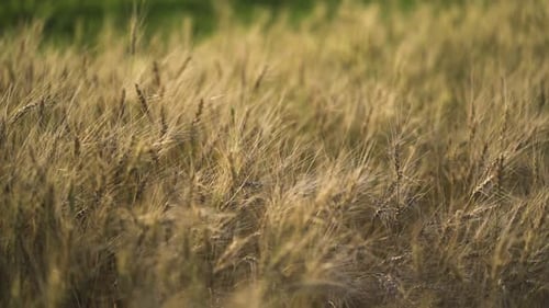 ein Weizenfeld schoss Nahaufnahme des Hintergrundbildes