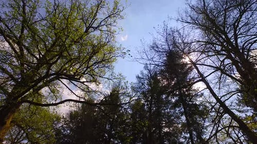 Spring Sun in Forest